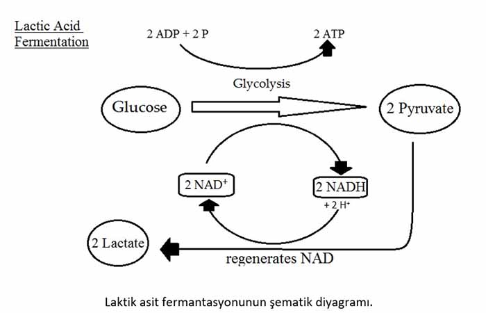 Laktik asit fermantasyonunun şematik diyagramı